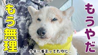 ご機嫌で散歩してたのに、地吹雪に遭遇してしょんぼり犬です