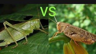 Katydid vs Grasshopper (Кузнечик vs Кобылка).