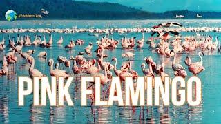 These Flamingos Have Sweet Dance Moves Ultra HD Footage with Relax Music