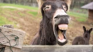 Donkey Screaming Loudly