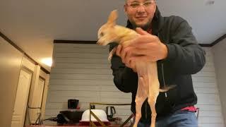 The Dancing Chihuahua