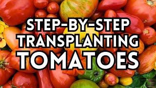 Watch This Before Planting Tomatoes - Expert Tomato Planting Tips For Maximum Production