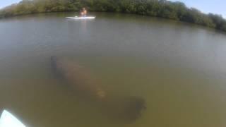 West Indian Manatee at Lover's Key Bonita Springs, Florida