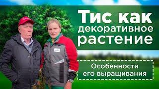 Тис как декоративное растение. Особенности выращивания тиса на участке