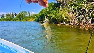 PESCA con CAMARON VIVO en los MANGLARES || PESCA de PARGOS y ROBALOS