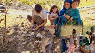 "Amir and Family Find Their Dog and Install Kitchen Cabinets!"️