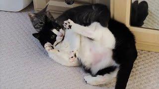 Kitten Takes Down Cat & Makes Him Scream