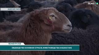 Овцеводство - основная отрасль животноводства в Казахстане