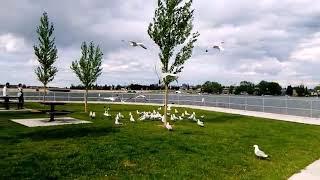 Chestermere lake, beautiful breathtaking lake, 20km away from Calgary