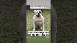 We Have Real American Bulldogs. THE MASTER OF ALL BULLDOGS