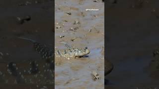 Meet the Walking Fish: Mudskippers in Action! #shortsfeed #shortsviral