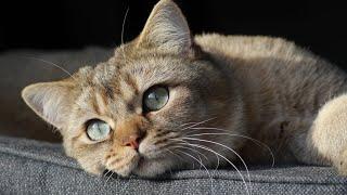 The 30 Best Names for Your British Shorthair Cat 