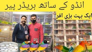 Breeder Pairs Eggs ky sth| 1 bht barri Offer itni zabardast deal| #fawnjava #ranapets #lovebird