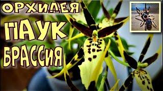 ОРХИДЕЯ ПАУК! БРАССИЯ! BRASSIA MACULATA, BRASSIA GUTTATA! ПОСАДКА, УХОД, КАК ЗАЦВЕСТИ ЗА 4 МЕСЯЦА!