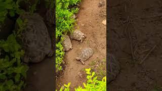 Tortoises walk #tortoise #lovewithtortoise #startortoise