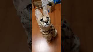 Serval cat talking