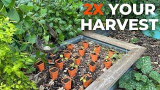 My Plant Spacing Growing Secrets for Huge Harvest