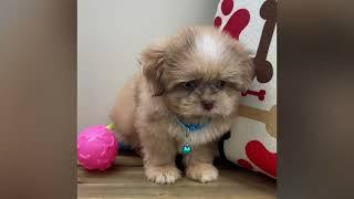 Kaco - Shihpom Puppy for Sale in Dallas, Texas