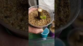 Simple Way to Root Fig Cuttings in 2 Cups #propogation