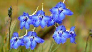 AMAZING Alpine Plants (World's Most Spectacular Plants episode 6 of 14)