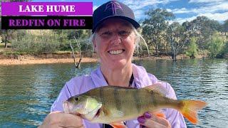 Monster REDFIN at Lake Hume..... well bigger than normal 