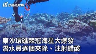 東沙環礁棘冠海星大爆發 潛水員逐個夾除、注射醋酸｜20240709 公視晚間新聞