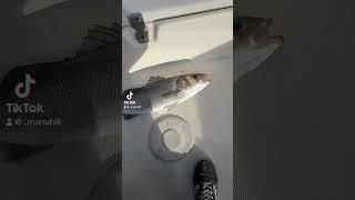 #pesca #fishing #pescaspinning #fish #branzino #spigola #seabass #perte