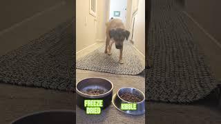 Which is the BEST Food for Your Dog? Nutra Complete VS. Kibble | Ultimate Pet Nutrition