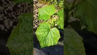 Hashim F1 - Hybrid Cucumbers by Afson Seeds #hybrid #seeds #agriculture #cucumberseeds #hashim