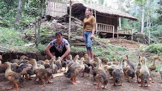 How To Build complete a bamboo house for ducks - Go buy a lot of ducklings - Green Forest Farm Life