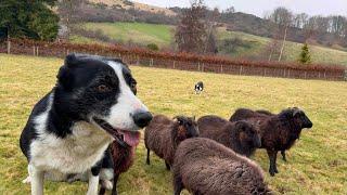 Sheepdog herding sheep…the basics