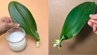 This Magic Water Revives 1 Orchid Leaf Instantly Very Easily