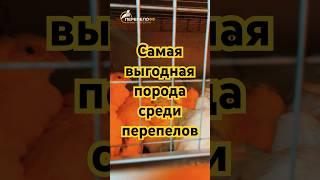 Самая выгодная порода среди перепелов #перепелофф