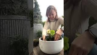 Pflanzenschale mit Christrosen #frühlingsdeko #winterdeko #gartendeko #tischdeko #diygeschenk