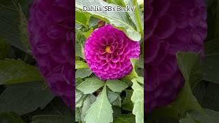 Dahlia ‘SB's Becky’ #dahlia #dahliacollections #dahliagarden #asteraceae #flowers #fleurs #plants