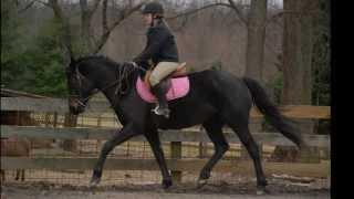 Goucher Equestrian Team Application