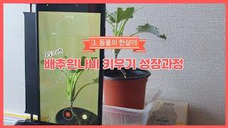 배추흰나비 키우기 성장과정, 나비 탄생(알-애벌레-번데기-어른벌레), #shorts