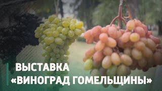 Выставка винограда развернулась в Гомеле