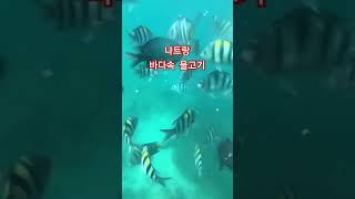 #베트남 #나트랑 바다#스노 쿨링