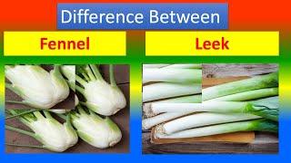 Differences Between Medical And Health Benefits Of Fennel and  Leek