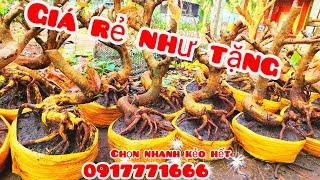 Phôi mai giảo bonsai đẹp giá rẻ như tặng 7/11 #aTú0917771666 |MaivàngThanhTâm