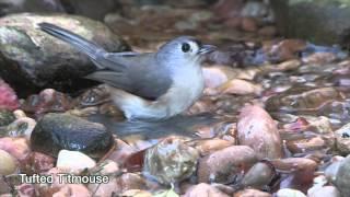 Why Birds Bathe--NARRATED