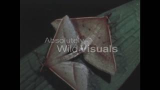 Nocturnal Insects and Spiders