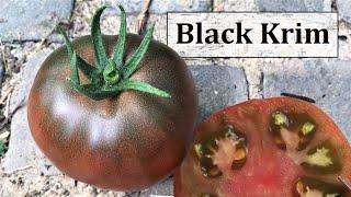 Black Krim - Der Klassiker! Dunkle, russische Fleischtomate + Tipps zu Königsblüten