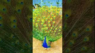 peacock #birds #wildlife #shorts