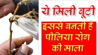अनेक रोगों में काम आने वाली Junglee Medicine  सांठ गदह पुरना विषखपरा या पुनर्नवा  | Hogweed |