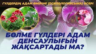 АДАМДАРҒА ҮЙ ГҮЛДЕРІ ҚАЛАЙ ӘСЕР ЕТЕДІ? #гүлдер #гул #өсімдік