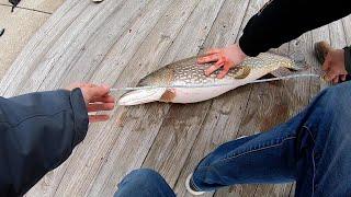 The BEST Michigan Pike Fishing Lures!