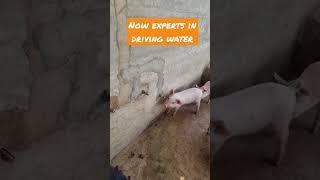 Automatic water drinker for pigs - Water Nipple drinker for pigs #pig #piggery #farming