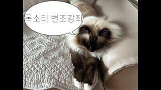 목소리 변조 강좌!to.@Tr.ex.t 님
